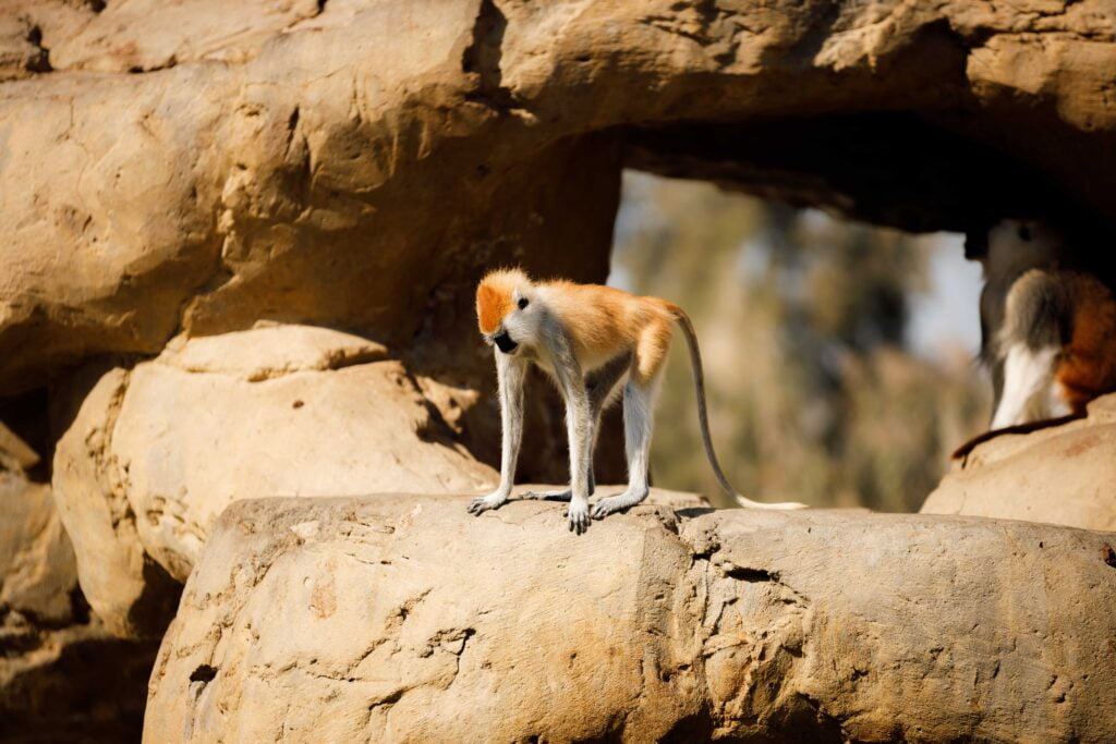 Patas Monkey