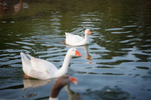 Domestic goose