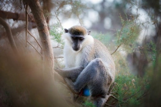 Vervet Monkey