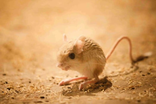 jerboa