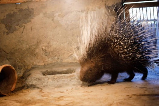 porcupine