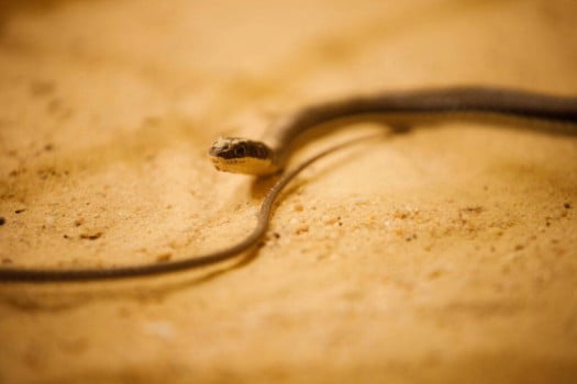 Sand Snake