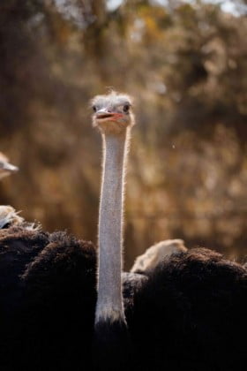Ostrich