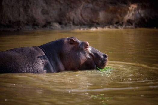 Hippopotamus