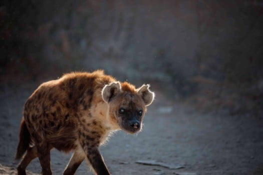 Hyena