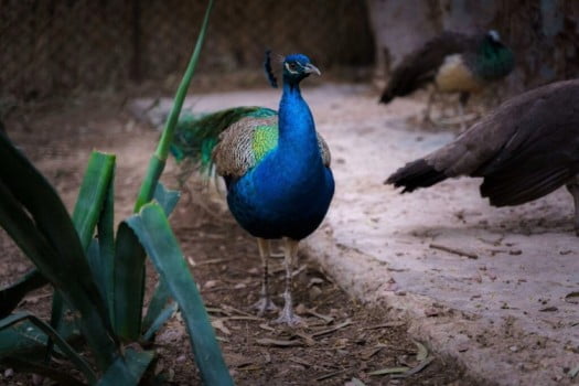Peafowl