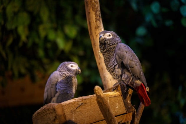 Grey parrot